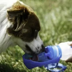 Master Paws Pet Sport Bottle - 20 Oz -Master Paws Sales Store 2531673 TD20ME 7